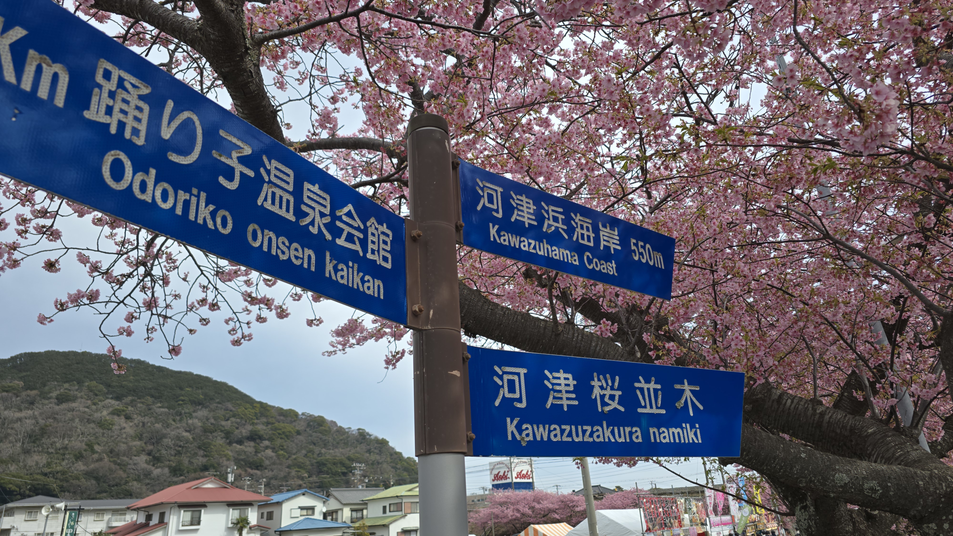 เทศกาลคาวาซุ ซากุระ (Kawazu Sakura) จุดชมซากุระก่อนใครใกล้โตเกียว